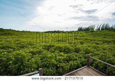 Tung Prong Thong (Golden Mangrove Field) in Rayong (Eastern of Amazing Thailand)