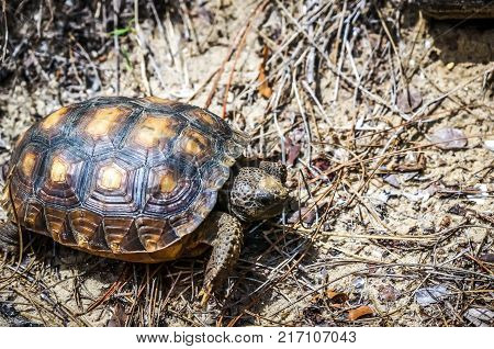 Gopher Tortoise