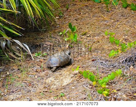 Gopher Tortoise