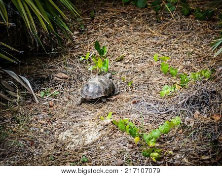 Gopher Tortoise