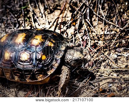 Gopher Tortoise
