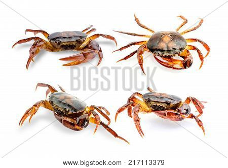 Collection Freshwater crab on white background. Ricefield crab in Thailand.