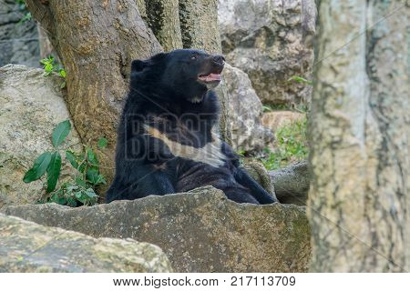 Close up Black Bear Animal Wildlife in Thailand.