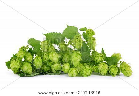 Hop cones (Humulus Lupulus) isolated on a white background.