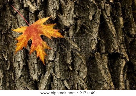 Fondo de otoño