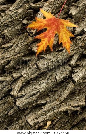 Fondo de otoño 2