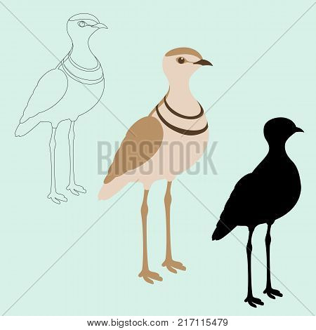 double - banded courser bird black silhouette vector illustration flat style profile view