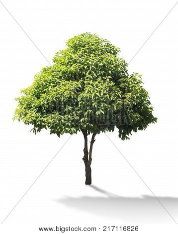 Mimusops elengi tree isolated on white background Asian bulletwood Bullet wood Bukal Tanjong tree Medlar Spanish cherry