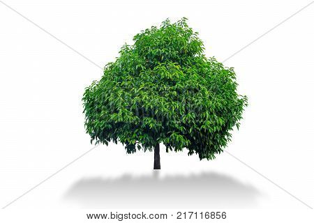 Mimusops elengi tree isolated on white background Asian bulletwood Bullet wood Bukal Tanjong tree Medlar Spanish cherry
