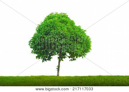 Mimusops elengi tree isolated on grass on white background Asian bulletwood Bullet wood Bukal Tanjong tree Medlar Spanish cherry