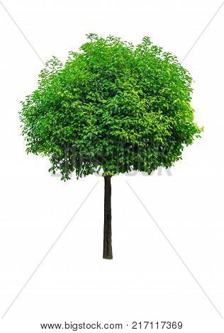 Mimusops elengi tree isolated on white background Asian bulletwood Bullet wood Bukal Tanjong tree Medlar Spanish cherry