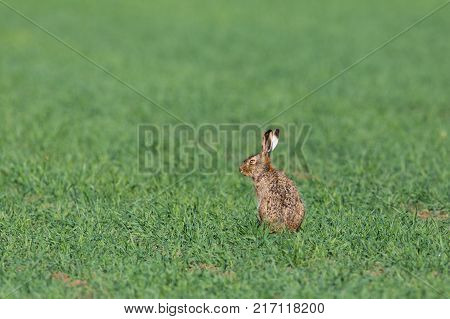 Natural European Brown Hare (lepus Europaeus) Sitting In Green Field