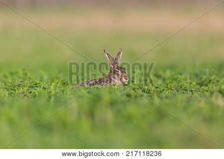 Natural European Brown Hare (lepus Europaeus) Sitting In Green Field