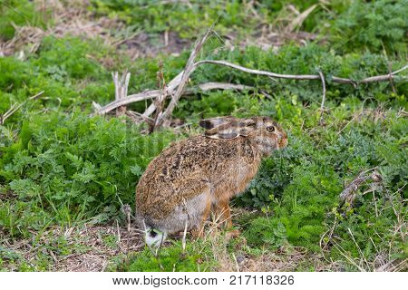 natural european brown hare jackrabbit (lepus europaeus) sitting in green meadow