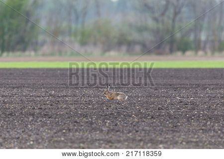 natural european brown hare jackrabbit (lepus europaeus) sitting in agrarian field