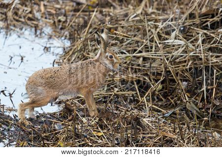 natural european brown hare jackrabbit (lepus europaeus) in winter reed, snow