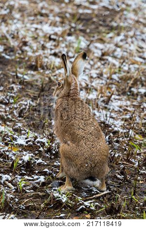back view natural european brown hare jackrabbit (lepus europaeus) in winter