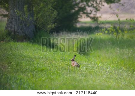 natural european brown hare jackrabbit (lepus europaeus)  sitting in green meadow