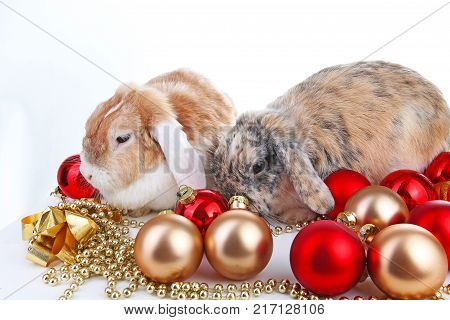 Christmas animals. Cut lop eared rabbit pet friends on isolated white studio background. Rabbits with red and gold christmas ornaments. Christmas pets celebrate holiday together. Cute.
