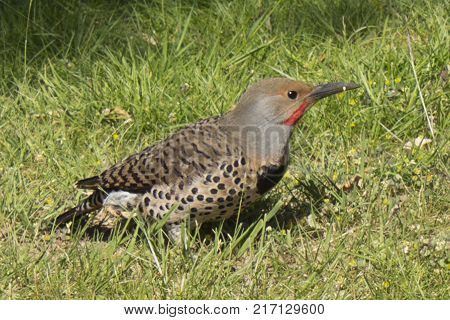Northern Flicker Woodpecker (Colaptes auratus) - close up of one hunting on the ground.