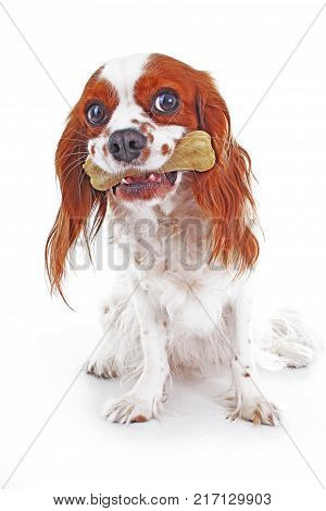 Dog with bone treat. Dog snack photo.