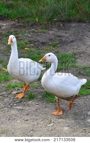 A pair of funny white geese are walking along the dirty grassy yard