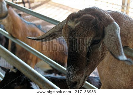 Goat with his legs and heads over the gate of his pen.