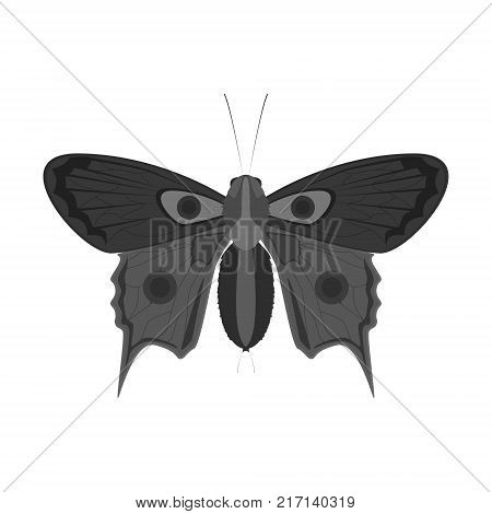 Drawing of a vector, monochrome, realistic butterfly on a white background