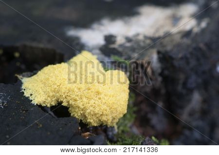 Fuligo septica mushrooms (slime mould) on an old stump