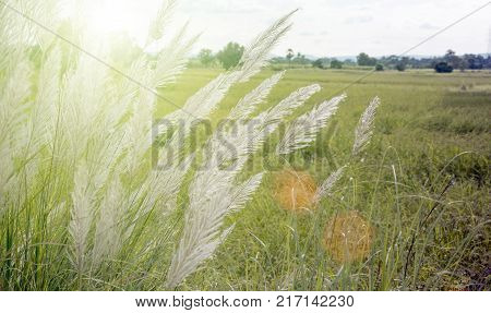 High Grass Flower On Field
