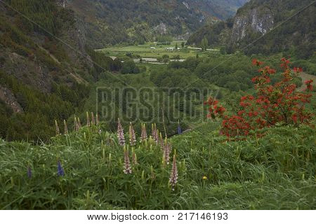 Spring flowers in the valley of the River Simpson on the route of the Carretera Austral in northern Patagonia, Chile.