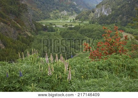 Spring flowers in the valley of the River Simpson on the route of the Carretera Austral in northern Patagonia, Chile.