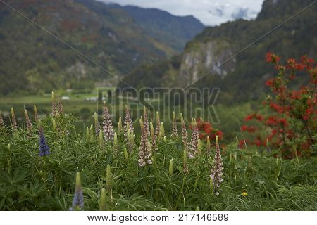 Spring flowers in the valley of the River Simpson on the route of the Carretera Austral in northern Patagonia, Chile.