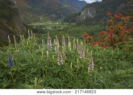 Spring flowers in the valley of the River Simpson on the route of the Carretera Austral in northern Patagonia, Chile.