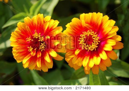 Zinnia