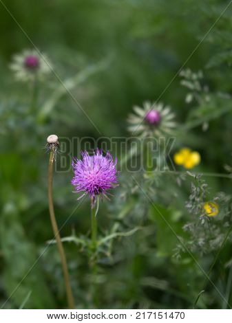 Violet Rhaponticum Perennial Herbaceous Plant in a Garden.