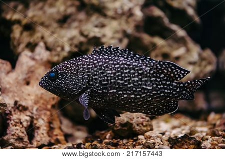 Cephalopholis Argus with bright blue eyes and spotted skin floats against the background of stones.