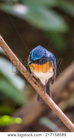Bird (tickell's Blue Flycatcher) In Nature Wild