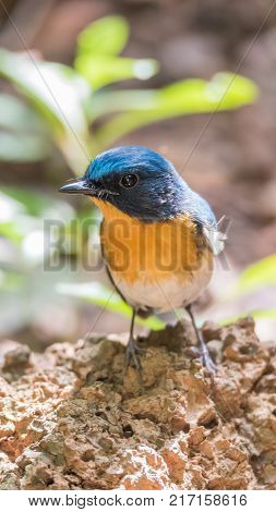 Bird (tickell's Blue Flycatcher) In Nature Wild