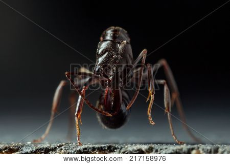 Trap Jaw Ant 