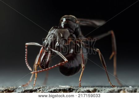 Trap jaw ant 