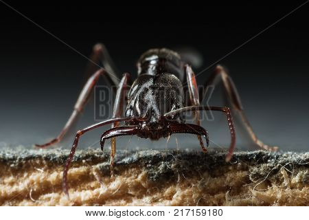Trap jaw ant 