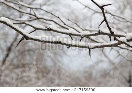 A sweet thorn , Acacia karroo, tree branch full of sharp and menacing thorns. Younger plants, especially, are armed with spines which are modified stipules, situated near the leaf bases.