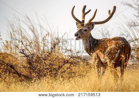 Male spotted deer or Axis grazes known as chital in Ranthambore national reserve in India