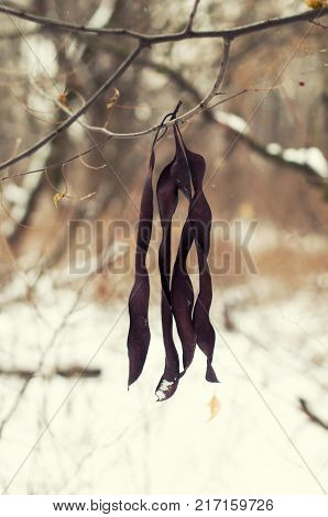 Dry seeds hang on the tree Acacia . The pods of acacia hang on branch in winter.