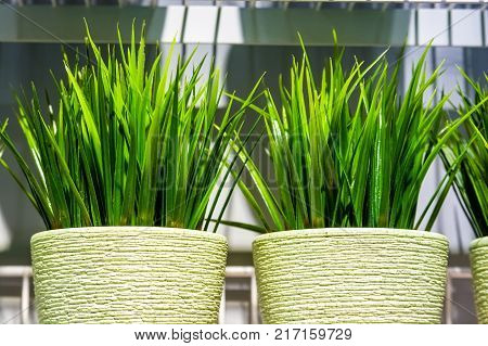 Close up several artificial plants in pots on shelf in supermarket