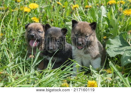 Three young puppies of Siberian dogskin on green grass with dandelions in summer
