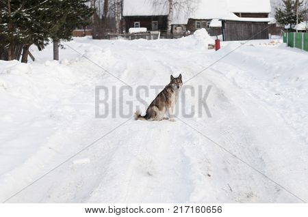 Dogs similar to the wolf sitting in the middle of the road