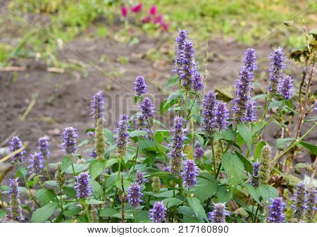 Agastache foeniculum Agastache anethiodora commonly called anise hyssop blue giant hyssop Fragrant giant hyssop or the lavender giant hyssop is a species of perennial plant in the mint family
