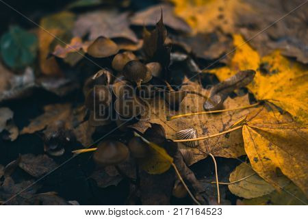 Mushrooms in an autumn forest in nature with a blurred background
